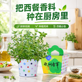 IAM City Farmer欧洲香草DIY趣味种植盆栽百里香厨房香草开学季教师节礼物10075