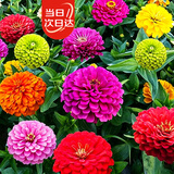 寿禾百日草种子混色重瓣庭院盆栽百日菊花卉种子 混色百日草种子250g