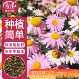寿禾除虫菊种子苗驱虫多年生盆栽花草籽 潍萫除虫菊种子3g约1200粒
