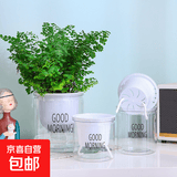 塑料树脂透明懒人自吸水培花盆加厚家用盆栽绿植绿萝多肉北欧简约 100#外径11*高10cm 透明款带LOGO+定植篮+棉绳