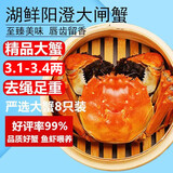 【活蟹】湖鲜阳澄 大闸蟹 去绳足重 3.1-3.4两 8只 鲜活六月黄现货超大螃蟹生鲜礼盒装