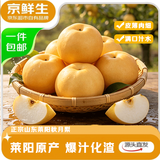 京鲜生山东秋月梨净重4斤单果250g+ 新鲜水果 源头直发包邮