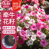 寿禾 矮牵牛花种子种苗混色盆栽花卉种籽 牵牛花(矮牵牛混色)1万粒/袋