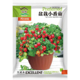 花翁 矮生盆栽番茄种子2克/袋约1千粒 樱桃小西红柿圣女果