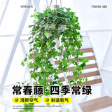 叹为观止18种吊兰任你选金边吊兰各种盆栽花卉客厅垂吊桌面植物净化空气 特级大号常春藤【垂吊花盆】 含盆