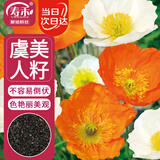 寿禾观赏虞美人种子苗混色花籽 冰岛虞美人种子(多年生混色)1万粒*2袋