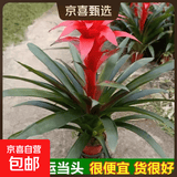 美观大方年销花鸿运当头大型盆栽绿植大凤梨客厅装饰送礼好养 鸿运当头1颗装【原盆原土】 【年宵花】鸿运当头