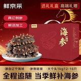 鲜京采大连即食海参 2斤12-16 只 礼盒固形物超75%【京东自有品牌】