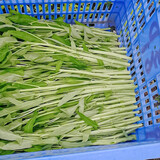 寿禾 台湾竹叶空心菜种子通心菜雍菜柳叶四季春寿光蔬菜籽 白梗柳叶空心菜种子 400g