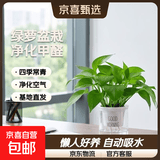 【绿萝盆栽】吸甲醛净化空气水培绿植物懒人花卉好养搬家礼物全 【1盆】绿萝+早安吸水盆 整体含盆高度20-25cm