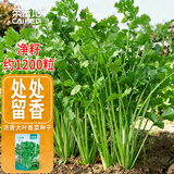 菜禾地农家大叶香菜种子苗新品种四季菜籽 澳洲大叶香菜种子约1200粒
