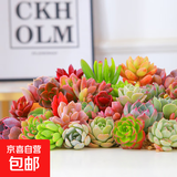多肉植物精选随机一款多肉好养易活桌面绿植【两单及以上发货】1 一颗随机品种多肉植物