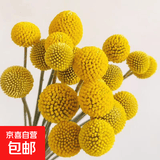 尤加利果黄金果组合干花鲜花北欧风客厅玄关软装插花配材 【6枝】黄金球