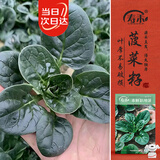 寿禾趴地菠菜种子苗秋冬耐寒农家自种蔬菜种籽 潍丰本鲜趴地菠种子25g