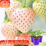 寿禾草莓苗带土发货大苗寿光大型苗场四季带盆栽好蔬菜苗批发种子秧苗 【口感更好】小白草莓苗 1盆