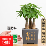 发财树盆栽大植物室内办公室桌面客厅小盆景招财树苗绿植花卉盆栽 三杆发财树 5-8cm【四方塑胶盆】 【送肥料】