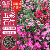 寿禾 石竹花种子苗盆栽庭院室内外种植花卉种籽 五彩石竹种子约1000粒