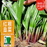 北蔬 紫根韭菜籽种子苗独根红宽叶蔬菜种籽 紫根韭菜种子10g约1800粒