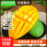 芒果金煌芒水仙玉芒果青皮大芒果甜心芒新鲜水果次日达送礼广西 【东东农场专供】净重5斤装【很划算】 甄选特级果【单果250g+】