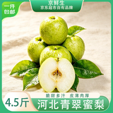 京鲜生河北青翠蜜梨 净重4.5斤 单果250g+ 生鲜水果 源头直发