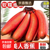 正宗红香蕉红皮美人蕉当季沐真咖啡蕉软糯香甜孕妇新鲜水果香蕉 红香蕉净重3斤装