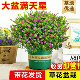 叹为观止18种吊兰任你选金边吊兰各种盆栽花卉客厅垂吊桌面植物净化空气 特级大号满天星【加仑盆】带花发货 含盆