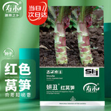 寿禾红莴笋种子种苗红叶农家秋季播蔬菜种籽 潍育妍丑红莴笋种子15g