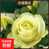 果汁阳台月季花苗四季开花卉盆栽绿植物室内花易活玫瑰带花苞庭院 奶油龙沙【多头淡香，月月开分枝多】 【带花苞】【盆口径15cm】原盆冠25高35