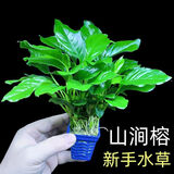 云峰海瑞水草活体懒人草鱼缸造景活体水草套餐鱼缸水草有茎类中后景真水草 大叶榕水草1颗 固定净水环1个