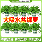 京东绿植绿萝盆栽除甲醛花卉绿植办公室180款加仑自吸水盆8盆装源头直发