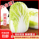 山东寿光大白菜黄心大娃娃菜农户现摘新鲜蔬菜原产地整箱批发 寿光白菜4斤