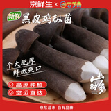 京鲜生云南新鲜黑皮鸡枞净重1斤鲜菌菇特产煲汤火锅食材源头直发