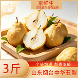 京鲜生 山东烟台中华丑梨 净重3斤 单果200g+  生鲜水果 源头直发