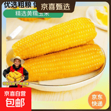 新鲜黄糯玉米真空包装速食玉米低脂粗粮代餐杂粮早餐包邮 福利专项 4棒 200g起/棒