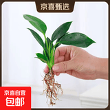 懒人水培绿植九里香绿萝文竹室内易养净化空气花卉盆栽植物花卉 金钻1颗【不含盆】土培水培皆可10-15cm