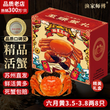 【活蟹】漁家师傅大闸蟹六月黄3.5-3.8两8只去绳足重鲜活螃蟹现货生鲜礼盒 源头直发
