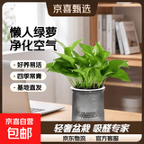 特价绿萝盆栽室内客厅办公室吸甲醛净化空气水培植物绿植花卉好养 【畅销5盆】绿萝+轻奢灰色繁星吸水盆 整体含盆高度20-25cm