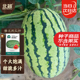 北蔬 西瓜种子种苗懒汉特大果甜西瓜南北方水果籽 懒汉西瓜种子150粒