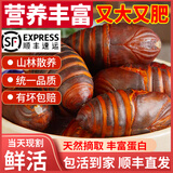 印禾年鲜活蚕蛹东北特产 新鲜茧蛹特级大号黄蚕蛹蝉蛹柞蚕生鲜活体净重 250g 大号二黄蛹（约23只左右）