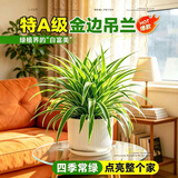 叹为观止18种吊兰任你选金边吊兰各种盆栽花卉客厅垂吊桌面植物净化空气 特级大号金边吊兰【陶瓷盆】 含盆