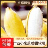广西网红小米蕉青香蕉发货密封放熟吃新鲜水果皮薄肉厚 净重9斤青蕉发货