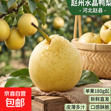 京喜加赵州水晶鸭梨新鲜水果产地直发【六】单果180g起 带箱2斤净重1.6-1.8斤
