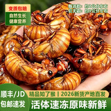 十里馋 知了猴新鲜金蝉2026大活体速冻爬叉候知了龟唐僧肉山东特产送礼 【甄选】鲜冻金蝉100只