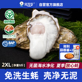 贝司令鲜活免洗生蚝乳山生态牡蛎2XL 净重9斤 32-38只 生鲜 源头直发