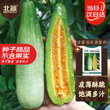 北蔬甜瓜种子苗薄皮酥脆超甜香瓜四季水果种籽 贝雷塔羊角蜜种子5g