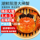 【活蟹】湖鲜阳澄 大闸蟹 去绳足重 3.4-3.7两 12只 鲜活六月黄现货超大螃蟹海鲜礼盒装