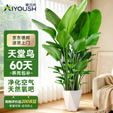 爱优尚天堂鸟绿植盆栽客厅室内办公室大型绿植好养净化空气源头直发
