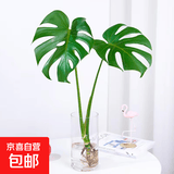 龟背竹水培植物室内好养绿植老桩客厅大叶盆栽除甲醛富贵竹天堂鸟 精品龟背竹50-60cm1颗（不含瓶）+营养液 不含盆