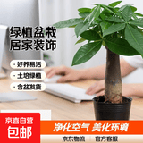 发财树盆栽大植物室内办公室桌面客厅小盆景招财树苗绿植花卉盆栽 小单杆发财树 2-3cm【原盆】 【送肥料】