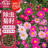 寿禾除虫菊种子苗庭外庭院种植驱虫花草种籽 潍萫除虫菊种子约400粒